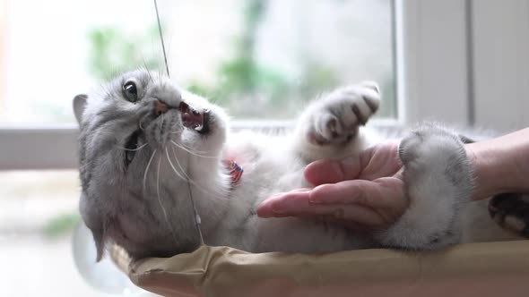 Cute Scottish Cat Playing On Cat Tower