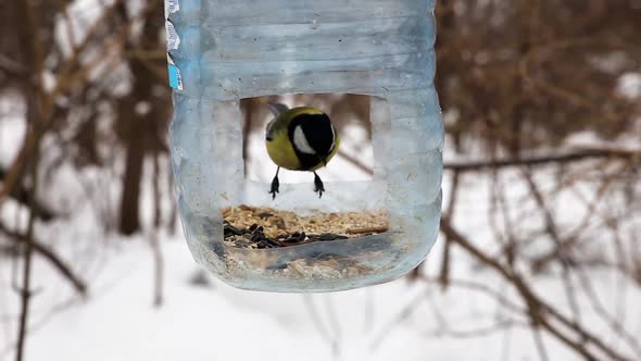 Great tit in the feeder