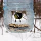 Great tit in the feeder - VideoHive Item for Sale