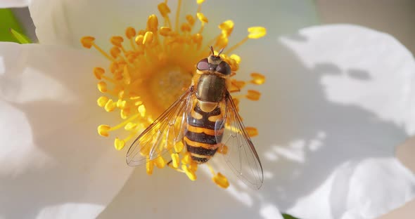 Hoverflies Flower Flies or Syrphid Flies Insect Family Syrphidae