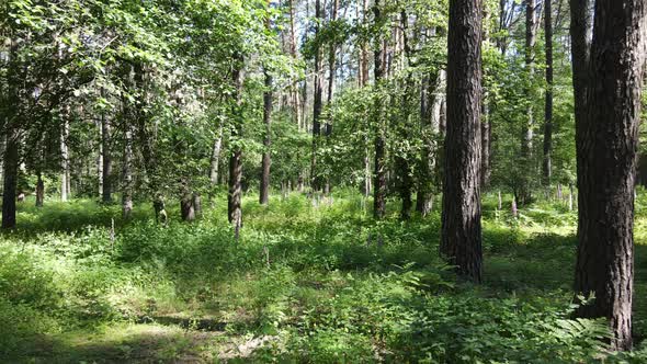 Beautiful Green Forest on a Summer Day Slow Motion