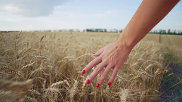 Closeup of a Woman's Hand Shaking Golden Ears of Wheat
