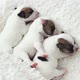Newborn Puppy Sleeping on White Blanket - VideoHive Item for Sale