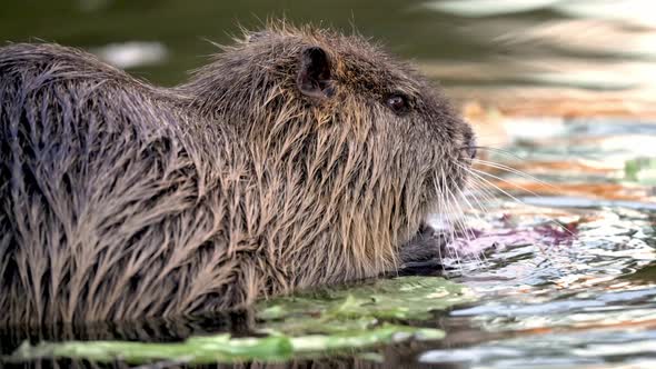 Wet Nutria eating freshwater-plant with both hands in shallow water; close-up static shot