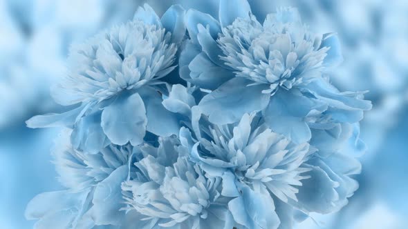 Beautiful Blue Peony Background