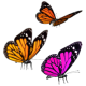 Flying Butterflies 60 FPS - VideoHive Item for Sale