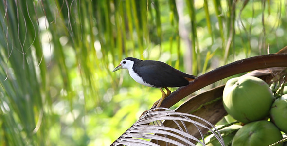 White-Breasted Water Hen 1