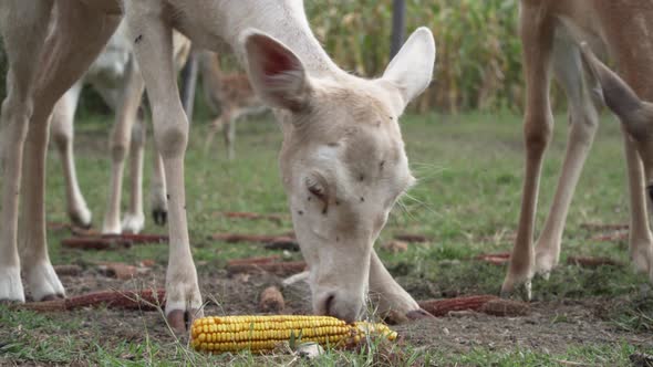 Young roe deer eating corn in a garden