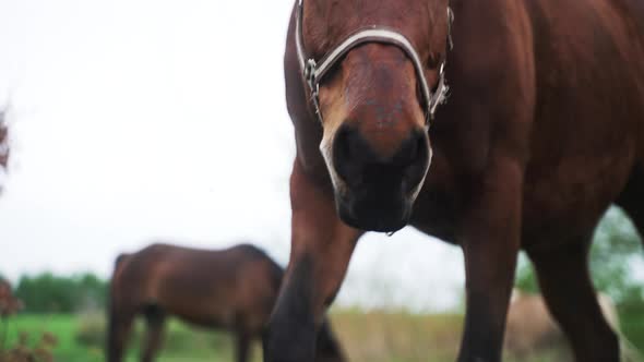 Horses Grazing In The Horse Farm Dark Bay Horse With A Black Mane Eating Grass