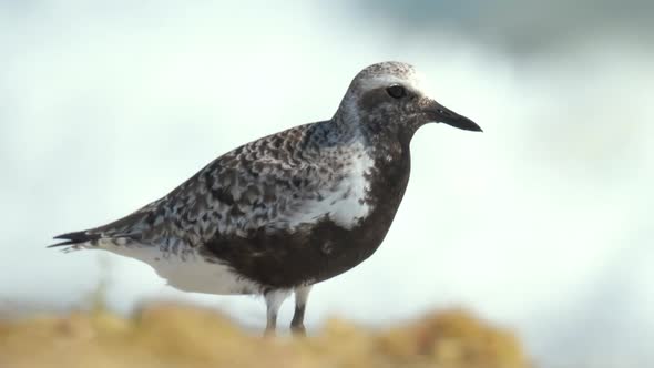 BlackBellied Plover Wild Sea Birdlooking for Food on Seaside in Summer