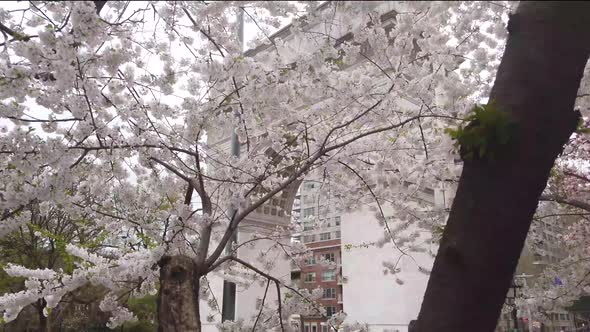 Washington Square Park with with white blossoms. Shot in 4K