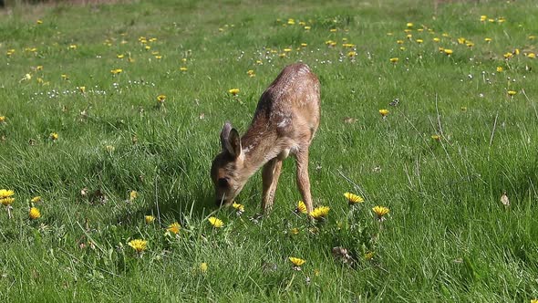 Roe Deer, capreolus capreolus, Fawn in Blooming Meadow, Normandy, Real Time