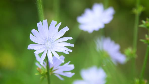 Blue Flowers of Chicory in the Field