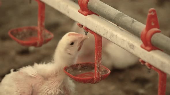 Chick detail in chicken fattening farm.