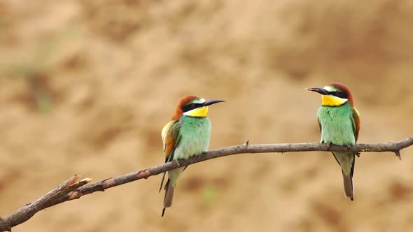 Bee Eaters Pairing