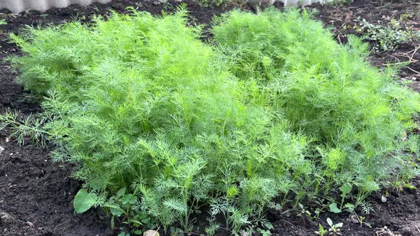 Green Dill Growing in Beds