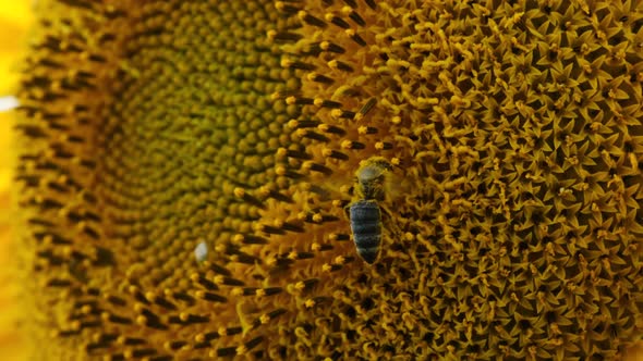 Sunflower in the Field and Bee Crawling on It on Sky Background Closeup