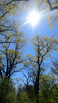 Vertical Video of the Forest in the Spring