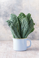 Lacinato kale in mug - PhotoDune Item for Sale