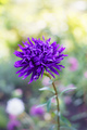Beautiful purple aster flower closeup - PhotoDune Item for Sale