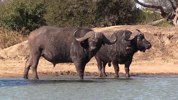 Static view of African cape buffalo bulls standing in shallow water