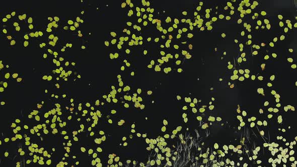 Duckweed on Black Water and Long Grass on Forest Lake