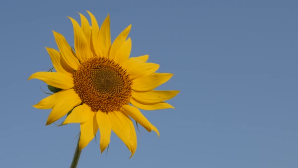 Helianthus plant with tiny insect 3840X2160 UltraHD footage - Close-up of beautiful sunflower petals