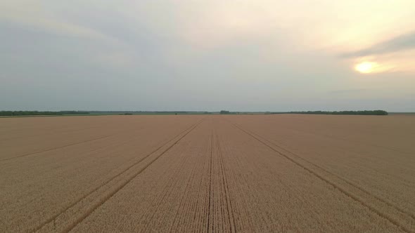 Wheat Fields