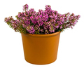 Isolated potted winter-flowering heather plant - PhotoDune Item for Sale