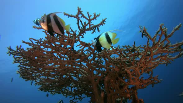 Colorful Schooling Fish