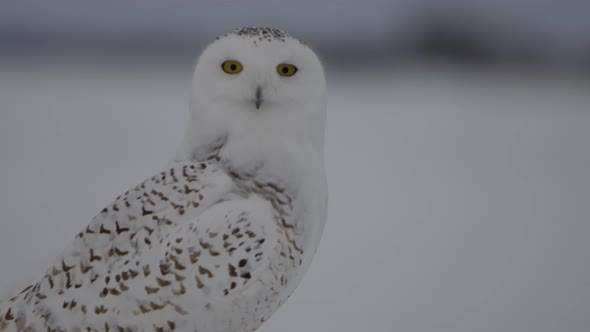 Snowy owl close up profile shot