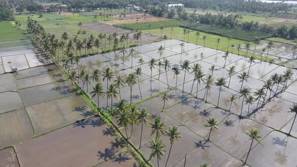 Aerial view of morning in rice field Indonesia