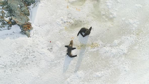 Fur Seal Family on Snow Surface Top Down View