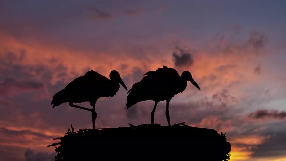 Close up silhouette of storks resting in nest during beautiful sunset sky, 4K