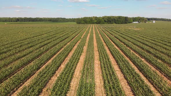  Sweet Corn Field , Aerial View. Summer Country Landscape.