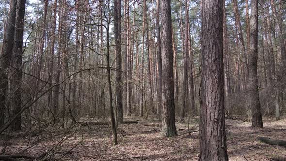 Trees in a Pine Forest During the Day Aerial View