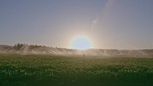 Wide view of many impact sprinklers irrigating a field during sunset