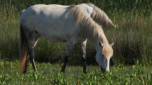 White Camargue horses, Camargue, France