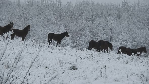 Herd of wild horses passing by on a hill on a cold winter day with snow over trees