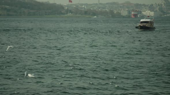 A flock of seagulls flying against the sky,beautiful playful birds,many flying seagulls.