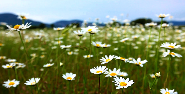 Chamomile Flowers