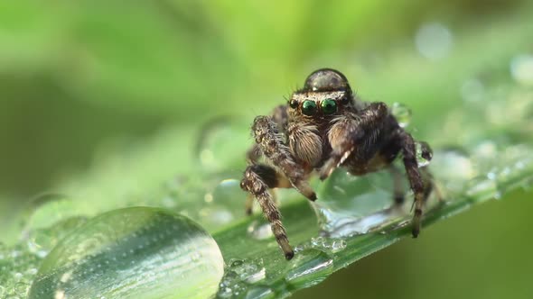 Spider among drops of water