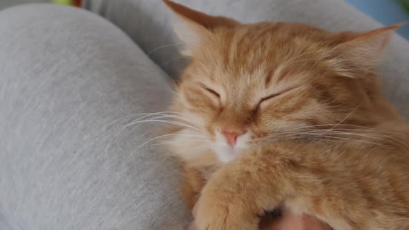 Woman Is Stroking Cute Ginger Cat on Her Knees