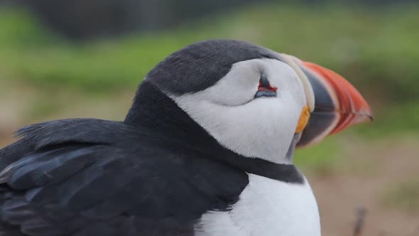 The Colorful Beak Of Common Puffin Looking Around The Skomer Island. -close up shot