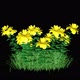 Bush With Yellow Flowers - VideoHive Item for Sale