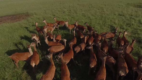 aerial deer herd in sunset rotate reverse reveal pasture 4k