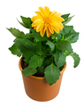 Isolated potted dahlia flower - PhotoDune Item for Sale