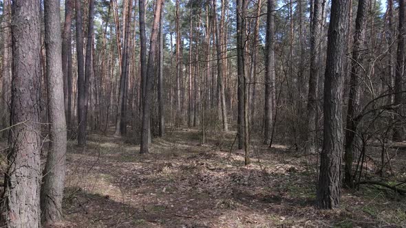 Trees in a Pine Forest During the Day Aerial View