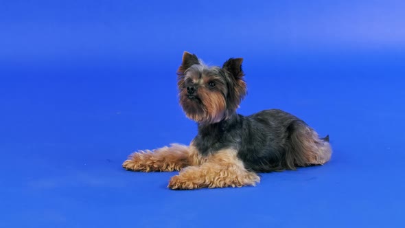 A Shaggy Yorkshire Terrier Lies in the Studio on a Blue Gradient Background