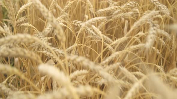 Wheat Field Close Up